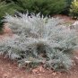 ( 3 ) - Angelica Blue Spreading Juniper - Starter Plant ( SM ) ( 3 live plants )