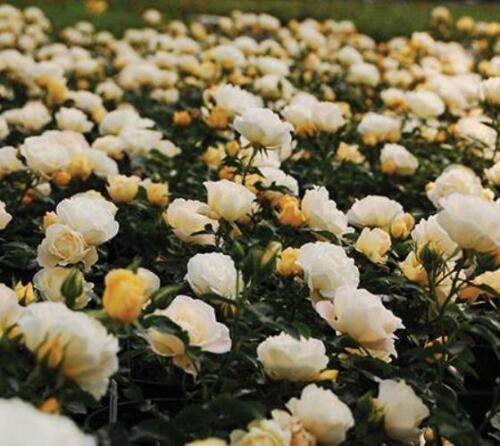 ( 3 ) - Popcorn Drift Groundcover Rose - Starter Plant ( SM ) ( 3 live plants )