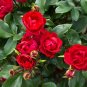 ( 3 ) - Petite Knock Out Rose - Starter Plant ( SM ) ( 3 live plants )