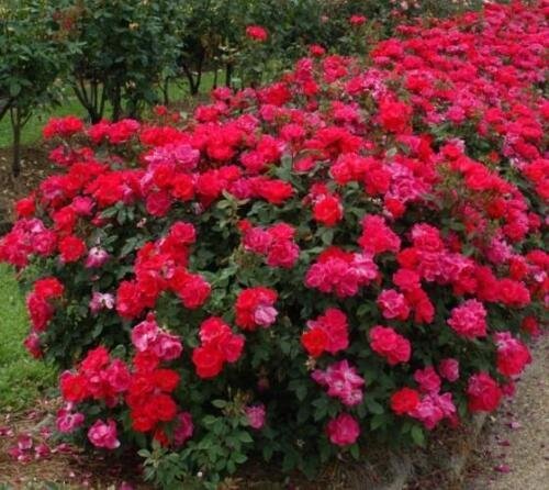 ( 3 ) - Red Double Knock Out Rose - Starter Plant ( SM ) ( 3 live plants )