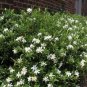 Frost Proof Gardenia ( cape jasmine ) - Live Plant - Trade Gallon Pot