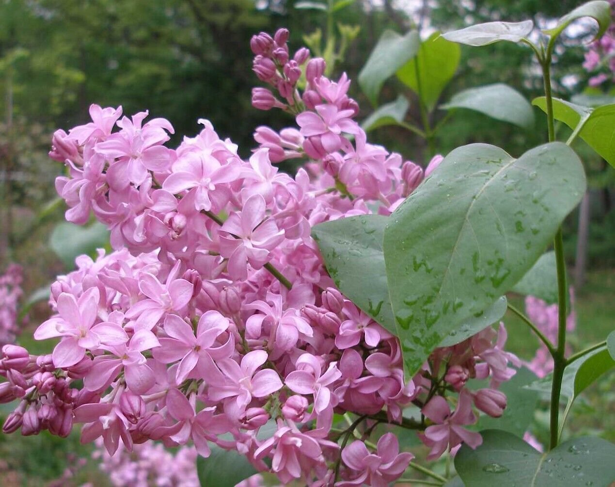 ( 3 ) - Edward Gardner Pink Lilac - Starter Plants ( XL ) ( 3 live plants )