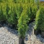 Emerald Green Arborvitae Tree ( Thuja ) - Live Plant - Trade Gallon Pot