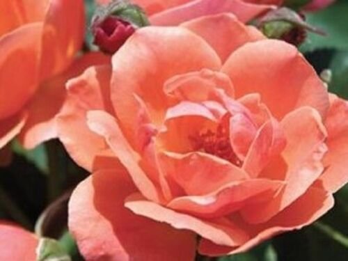 ( 3 ) - Coral Knock Out Rose - Starter Plant ( SM ) ( 3 live plants )
