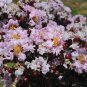 Indulgence Vanilla Gelato Crape Myrtle - Live Plant - Trade Gallon Pot