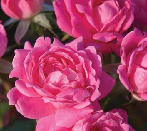 ( 3 ) - Pink Double Knockout Rose - Starter Plant ( SM ) ( 3 live plants )