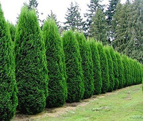 ( 10 ) - Emerald Green Arborvitae Tree ( Thuja ) - Starter Plants ( XL )