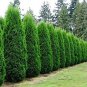 ( 10 ) - Emerald Green Arborvitae Tree ( Thuja ) - Starter Plants ( XL )