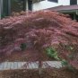 Inaba Shidare Weeping Japanese Maple - Live Plant - Trade Gallon Pot