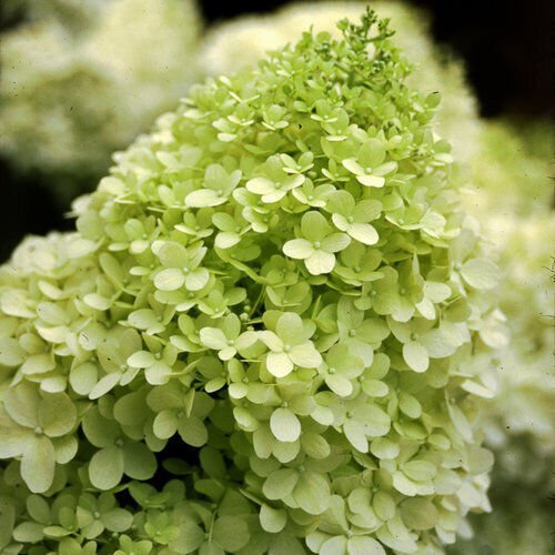 Limelight Panicle Hardy Hydrangea - Live Plant - Full Gallon Pot
