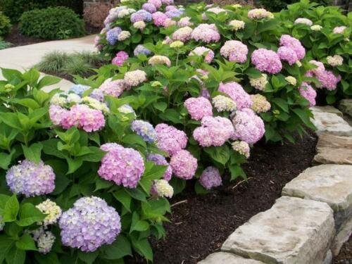 L.A. Dreamin' Hydrangea - Live Plant - 2 Gallon Pot