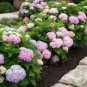 L.A. Dreamin' Hydrangea - Live Plant - 2 Gallon Pot