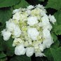 Wedding Gown White Double Delights Hydrangea - Live Plant - 2 Gallon Pot
