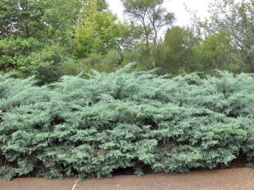 Grey Owl Spreading Juniper - Live Plant - 2 Gallon Pot