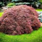 Tamukeyama Weeping Japanese Maple - Live Plant - Trade Gallon Pot