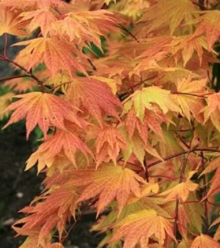 Autumn Moon ( Full Moon ) Japanese Maple - Live Plant - Trade Gallon Pot