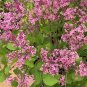 ( 10 ) - Red Pixie Lilac ( syringa ) - Starter Plant ( XL ) ( 10 live plants )