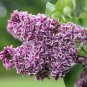 ( 10 ) - Sensation Lilac ( syringa ) - Starter Plugs ( XL ) ( 10 Live Plants )