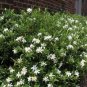 Frost Proof Gardenia ( cape jasmine ) - Live Plant - Trade Gallon Pot