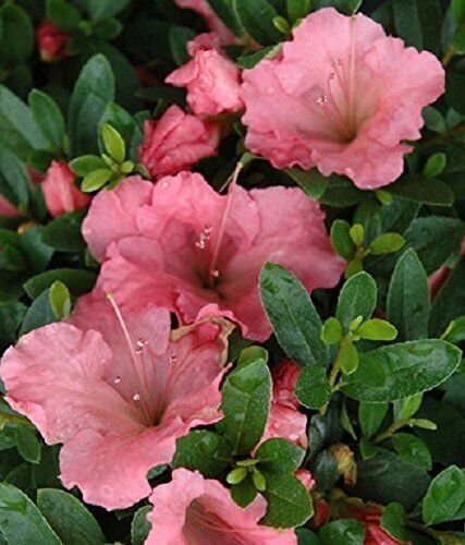 Gumpo Pink Dwarf Azalea - Live Plant - Trade Gallon Pot