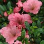 Gumpo Pink Dwarf Azalea - Live Plant - Trade Gallon Pot