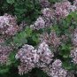 ( 3 )- Palibin Korean Lilac ( syringa ) - Starter Plant ( XL ) ( 3 live plants )