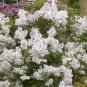 ( 3 ) - Madame Lemoine White French Lilac - Starter Plants ( XL ) ( 3 plants )