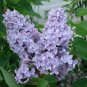 ( 3 ) - President Grevy Blue French Lilac - Starter Plants ( XL ) ( Pack of 3 )