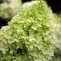 Limelight Panicle Hardy Hydrangea - Live Plant - Full Gallon Pot