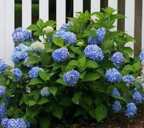 Nikko Blue Mophead Hydrangea - Live Plant - Full Gallon Pot