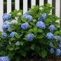 Nikko Blue Mophead Hydrangea - Live Plant - Full Gallon Pot