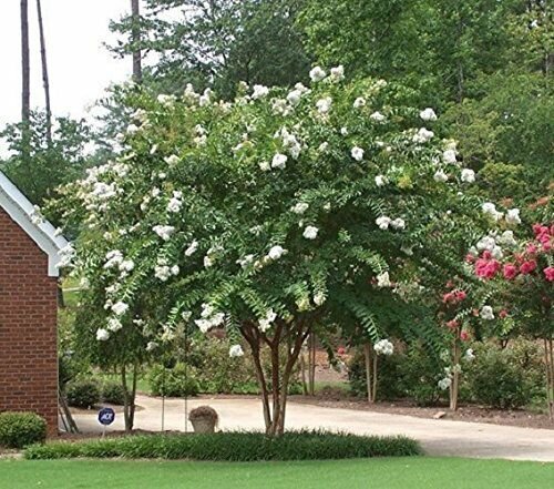 Natchez White Crape myrtle Tree - Live Plant - Full Gallon Pot