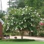 Natchez White Crape myrtle Tree - Live Plant - Full Gallon Pot