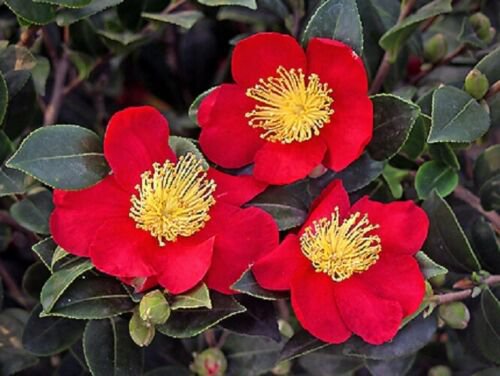 Yuletide Red Camellia Sasanqua - Live Plant - Full Gallon Pot
