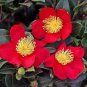 Yuletide Red Camellia Sasanqua - Live Plant - Full Gallon Pot