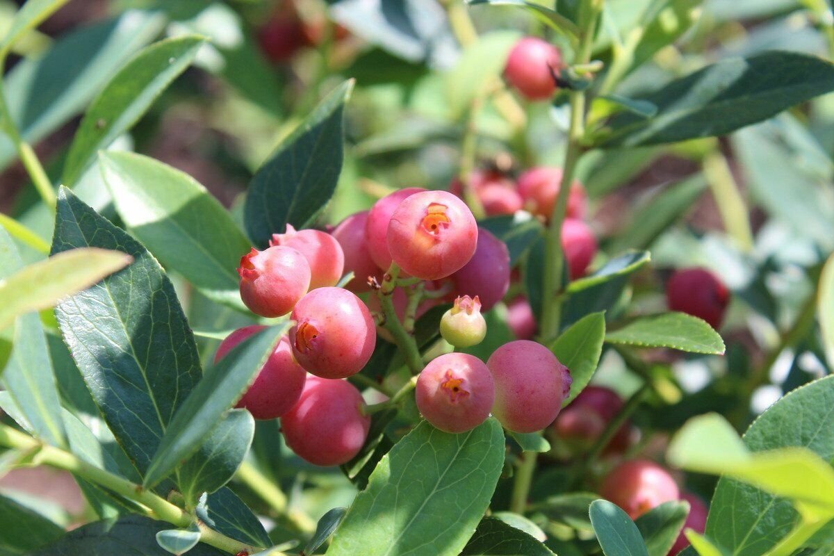 Pink Lemonade Blueberry - Live Plant - Trade Gallon Pot