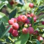 Pink Lemonade Blueberry - Live Plant - Trade Gallon Pot