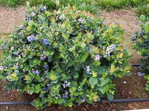 Top Hat Dwarf Blueberry - Live Plant - Trade Gallon Pot
