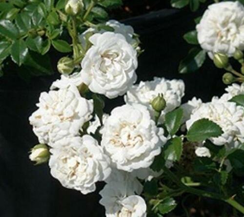 White Drift Groundcover Rose - Live Plant - 3 Gallon Pot