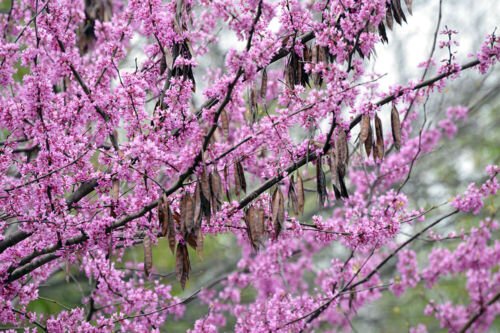Eastern Redbud (Cercis canadensis) Landscape-Ready Seedling Plugs 5-Pack