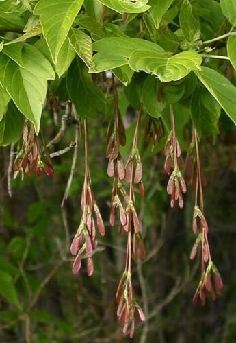 Box Elder (Acer negundo) Plug Grown Seedlings 5-Pack