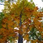 CAPE FEAR PAPERSHELL PECAN TREE Shade Nut Trees Live Plant Large Pecans Nuts