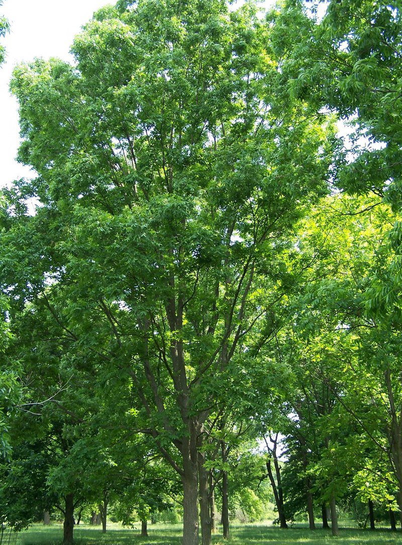 WESTERN SCHLEY PECAN TREE Shade Trees Live Healthy Plant Large Pecans Nuts Wood
