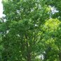 WESTERN SCHLEY PECAN TREE Shade Trees Live Healthy Plant Large Pecans Nuts Wood