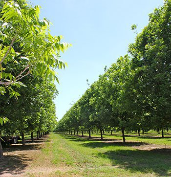 WICHITA PECAN TREE Shade Trees Live Plant Large Pecans Nuts Wood Nut Orchard