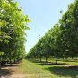WICHITA PECAN TREE Shade Trees Live Plant Large Pecans Nuts Wood Nut Orchard