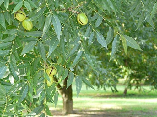ELLIOTT PAPERSHELL PECAN TREE Shade Nut Trees Live Plant Pecans Nuts Plants