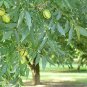 ELLIOTT PAPERSHELL PECAN TREE Shade Nut Trees Live Plant Pecans Nuts Plants