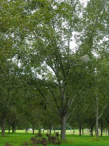 MAHAN PAPER SHELL PECAN TREE Shade Nut Trees Live Plant Pecans Nuts Plants