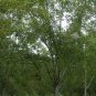 MAHAN PAPER SHELL PECAN TREE Shade Nut Trees Live Plant Pecans Nuts Plants